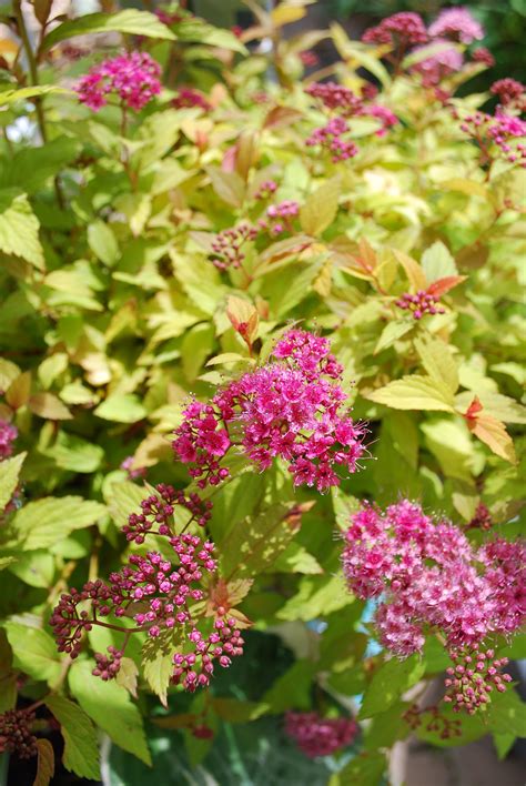 From Spring to Fall: The Changing Colors of Spiraea Magi Carpet